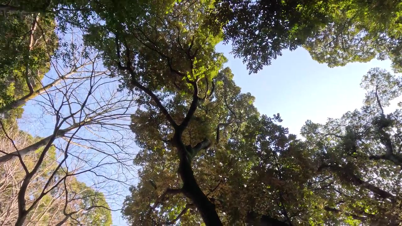 Vista dal basso di una lussureggiante chioma verde di alberi contro il cielo blu