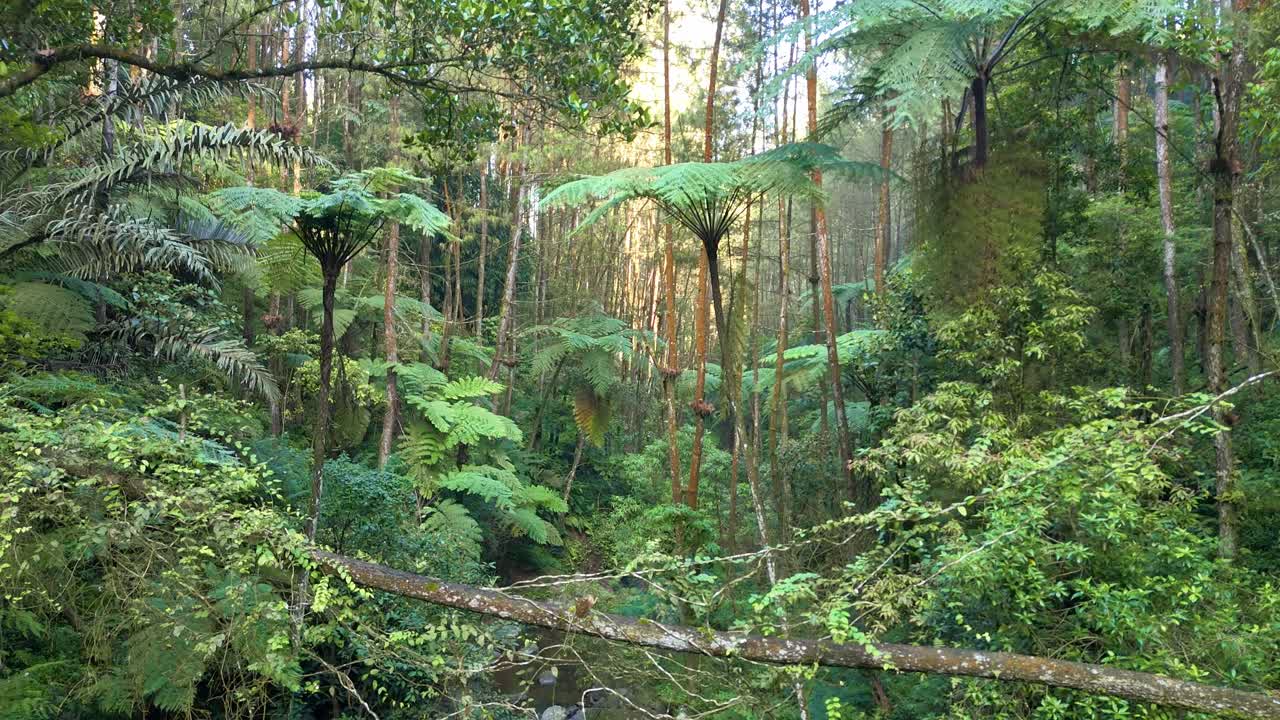 Beautiful drone shot gliding over rocky river of rainforest with thick vegetation and untouched jungle scenery
