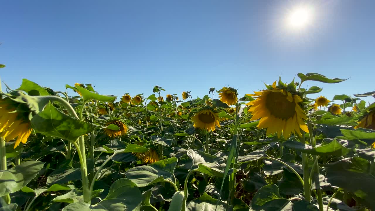 girasoles en flor y un campo