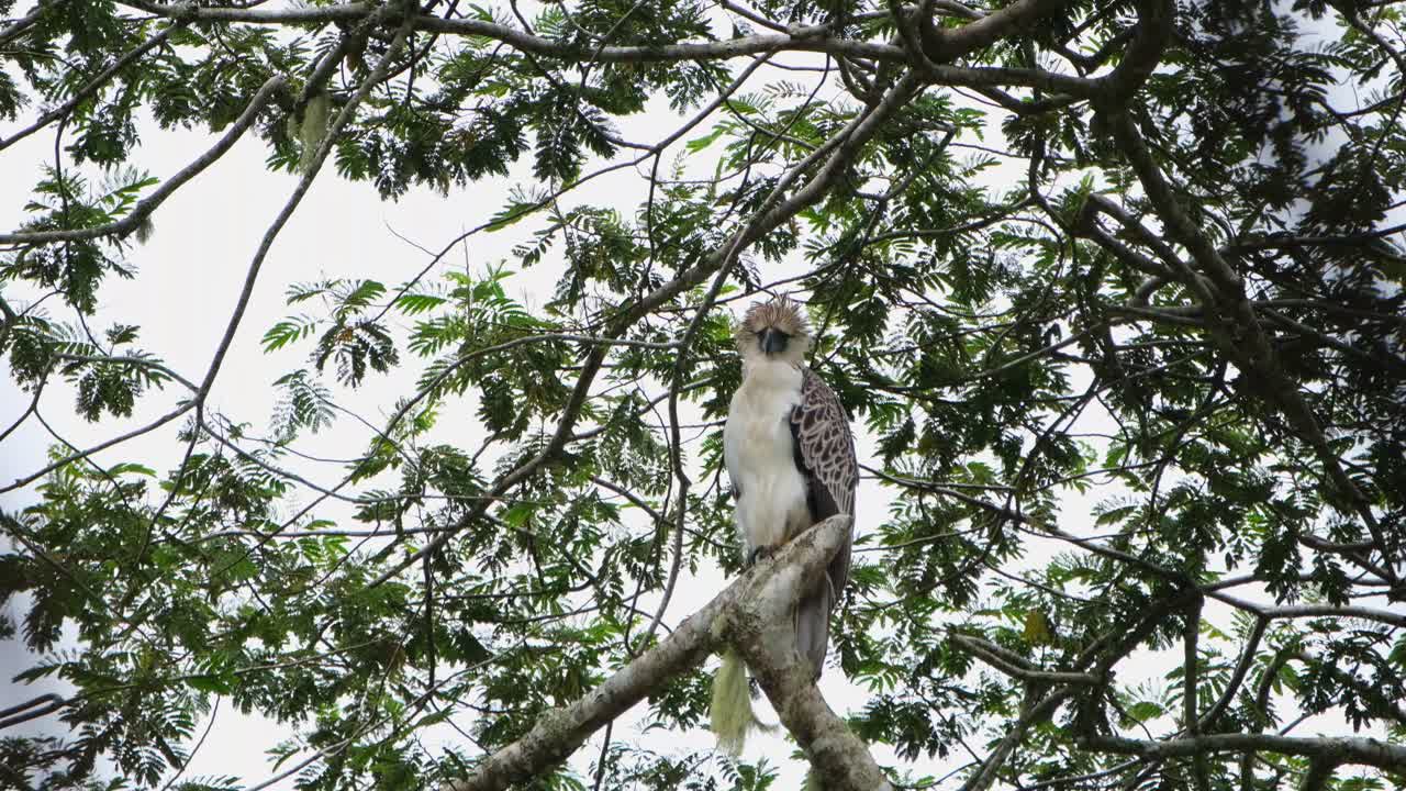 visto mirando hacia la izquierda del marco en un ángulo y luego inclina la cabeza para mirar hacia la cámara durante una tarde ventosa y tormentosa, águila filipina pithecophaga jefferyi, filipinas