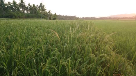 beautiful ripe rice crops on gorgeous rice paddy field swaying in gentle summer breeze