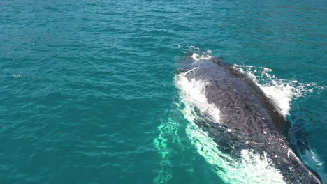 Primer-Plano:-La-Ballena-Jorobada-Lanza-Chorros-Y-Respira-Mucho-Antes-De-Bucear