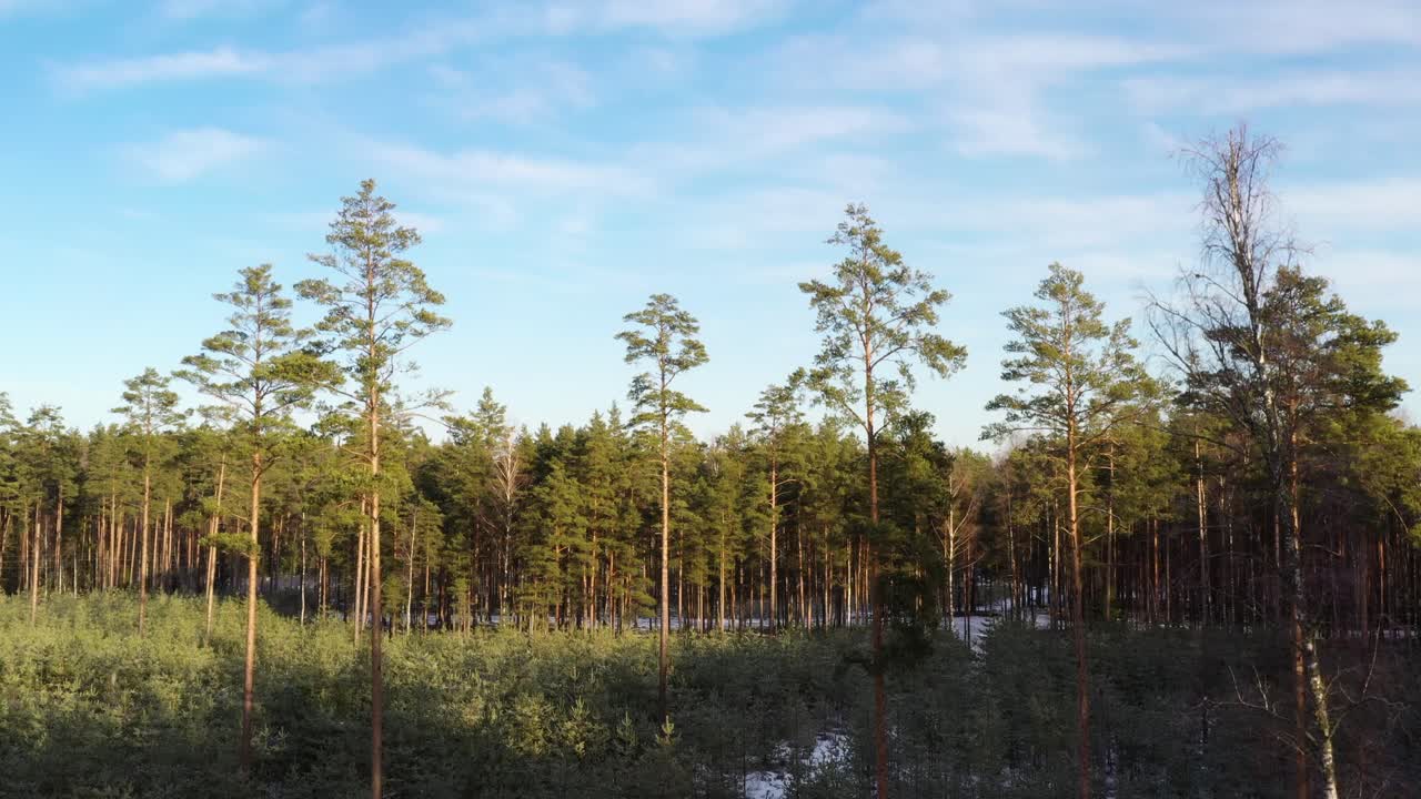 봄 초 에  ⁇  에 눈 이 내린 반 ⁇ 이는 소나무 숲, 공중 에서 내려다보는 모습