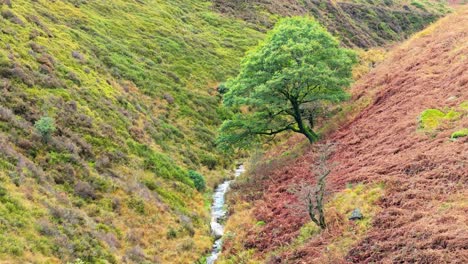 Slow-moving-moorland-stream-flowing-gently-on-the-Pennine-moors,-aerial-drone-video-with-small-waterfalls,river-and-heather-covered-valley