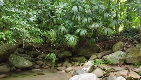 Rocks-and-small-river-in-a-tropical-rainforest-tree-near-Santa-Marta,-Colombia