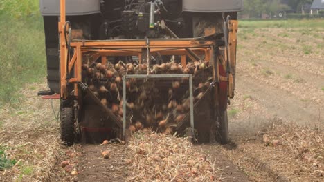 grubbing machine behind a tractor picking onions from the soil and laying the crop in a straight line ready for harvest