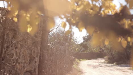 nature daylight sunny countryside country road stonewall slider movement