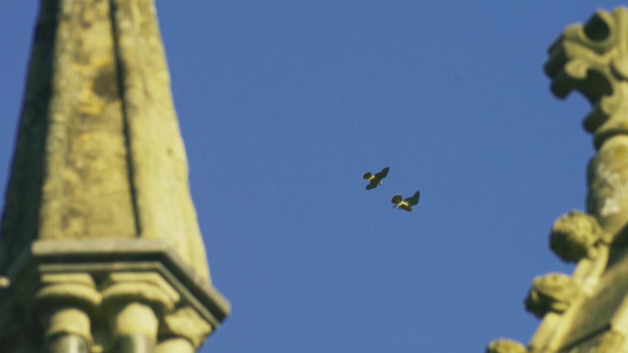 Filmato ravvicinato al rallentatore di un piccolo uccello in volo che passa davanti alla pietra intagliata in modo elaborato della guglia della Cattedrale di Salisbury, Wiltshire, Inghilterra, mostrando intricati dettagli in pietra gotica