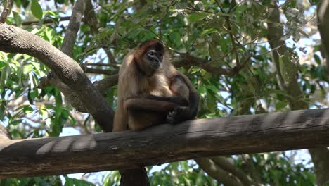 Kleiner-Trauriger-Affe,-Der-Im-Baum-Sitzt