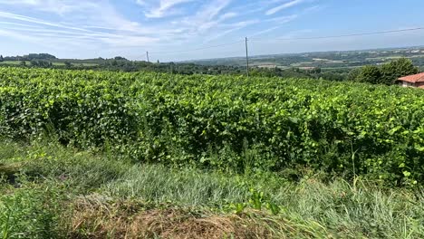 viñedo con vistas panorámicas del piamonte, italia