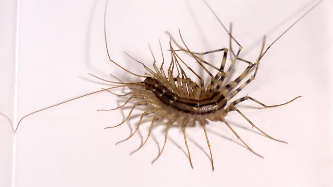 Nature's Creepy Crawlies: Centipede Up Close, Scientific Study