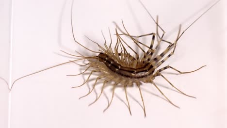 nature's creepy crawlies: centipede up close, scientific study