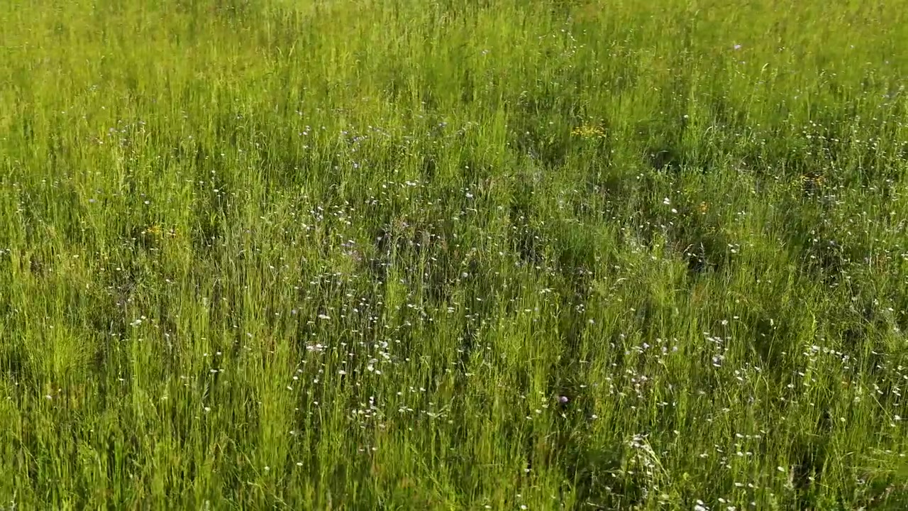 Ampia inquadratura statica di un campo erboso illuminato dal sole con piccoli fiori selvatici bianchi in Italia.