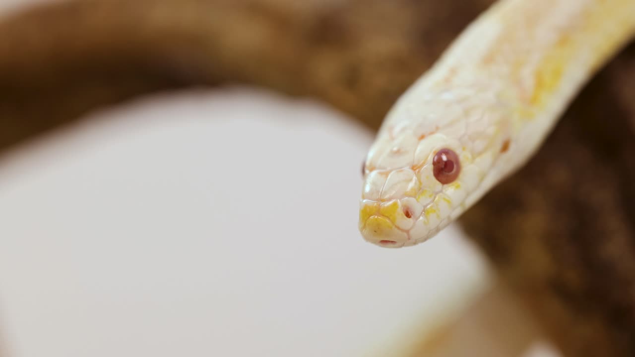 A corn snake moves across a branch, flicking its tongue in a well-lit, neutral setting