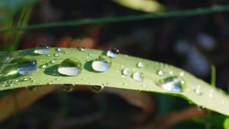 dew drops on grass leaf