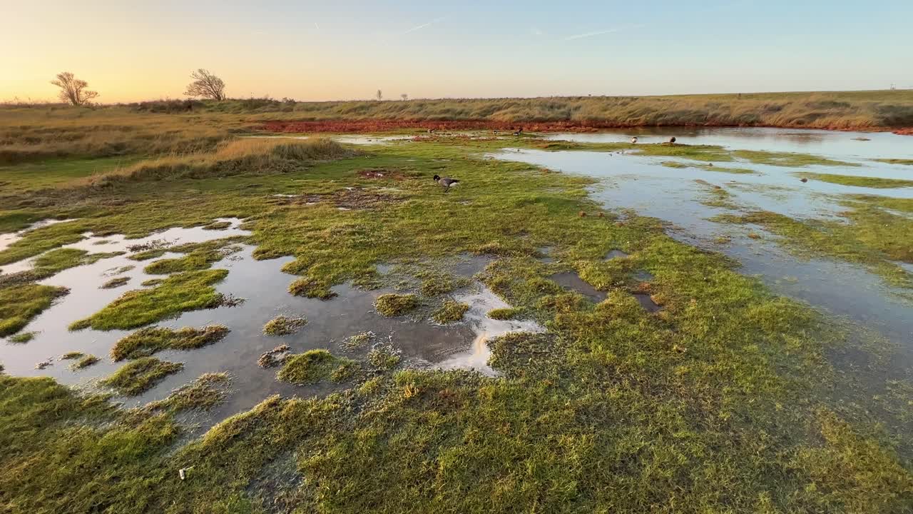 Golden sunset view of bog shallow marshlands lands with a small red marsh, tidal plants, Coastal scene with golden sunset, Ducks, foul, birds, shallow rippling water, and plant life