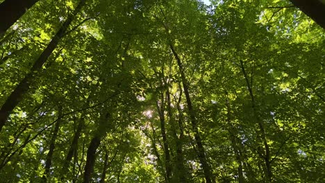 Looking-Up-At-Sunlight-Poking-Through-Forest-Tree-Canopy-With-Slow-Pan-Down