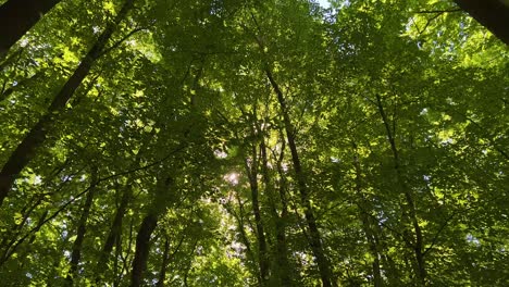 Mirando-Hacia-La-Luz-Del-Sol-Asomando-A-Través-Del-Dosel-De-Los-árboles-Del-Bosque-Con-Una-Panorámica-Lenta-Hacia-Abajo