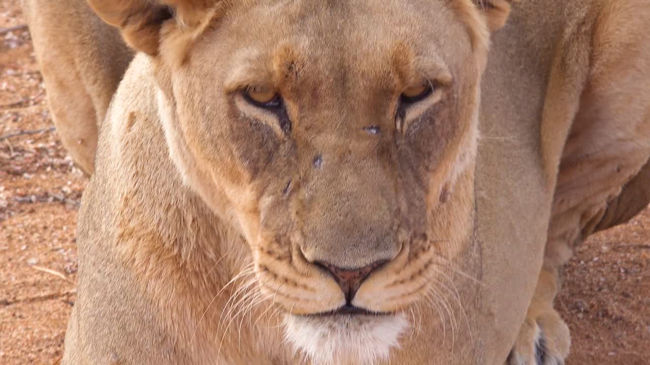 Extrémní detail krásné africké lvice zívající a vrčící v Namibii.