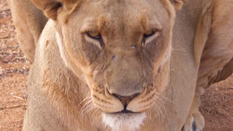 extreme close up of a beautiful african female lion yawning and snarling in namibia