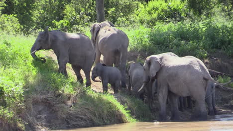 group of seven african elephants climbing a river embankment