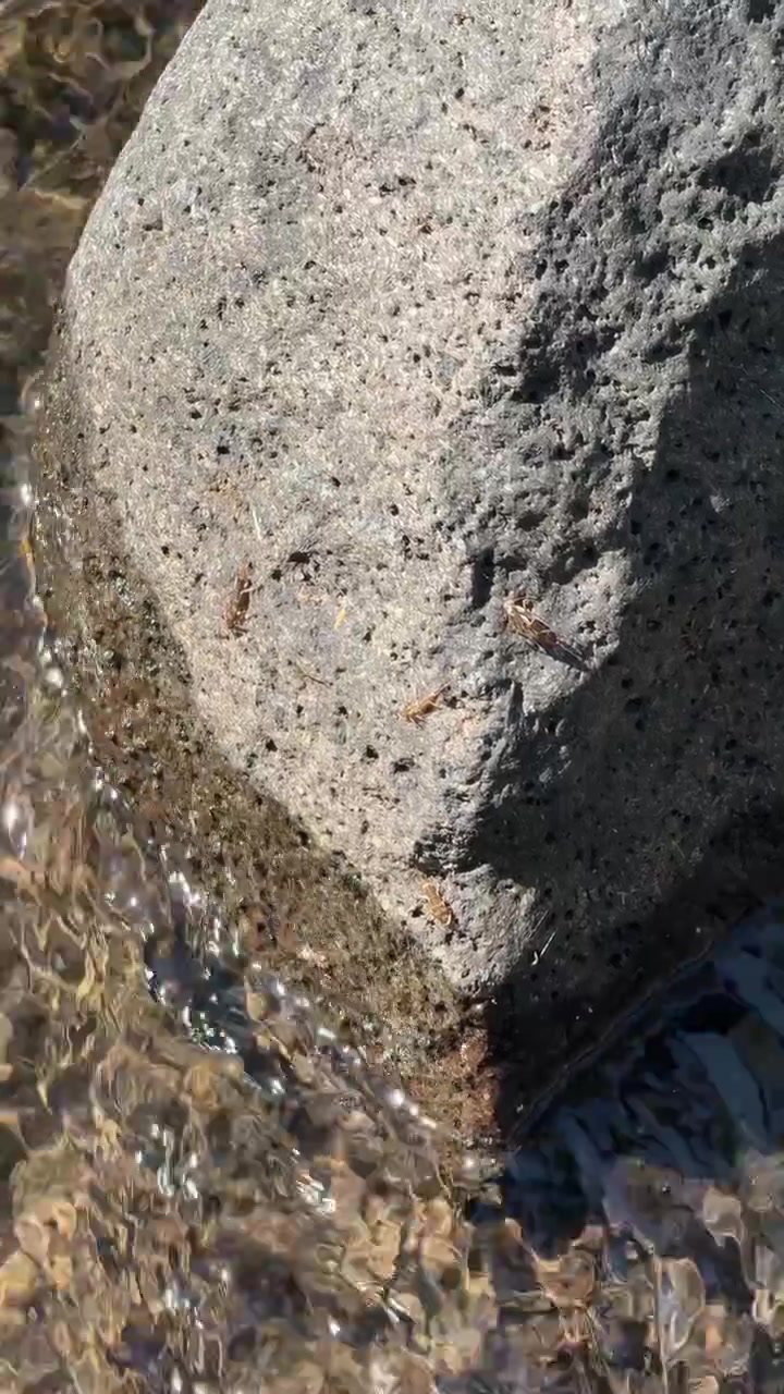 Piccoli insetti che strisciano su una roccia accanto a un ruscello che scorre