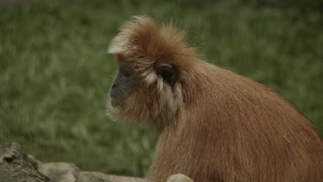 mono langur amarillo sentado en el suelo y mirando a su alrededor