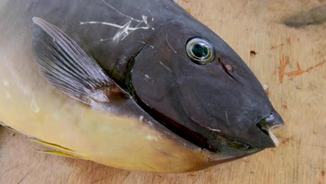 A-close-up-of-a-Unicorn-fish,-part-of-the-surgeonfish-family,-freshly-caught-by-a-spear-fishermen-on-the-coral-reef-in-tropical-waters-of-tropical-island