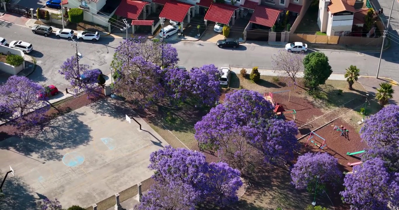 Vista aerea di un parco residenziale urbano a Città del Messico circondato da fitte chiome fiorite di jacaranda, che aggiungono un vivace colore viola al paesaggio urbano primaverile