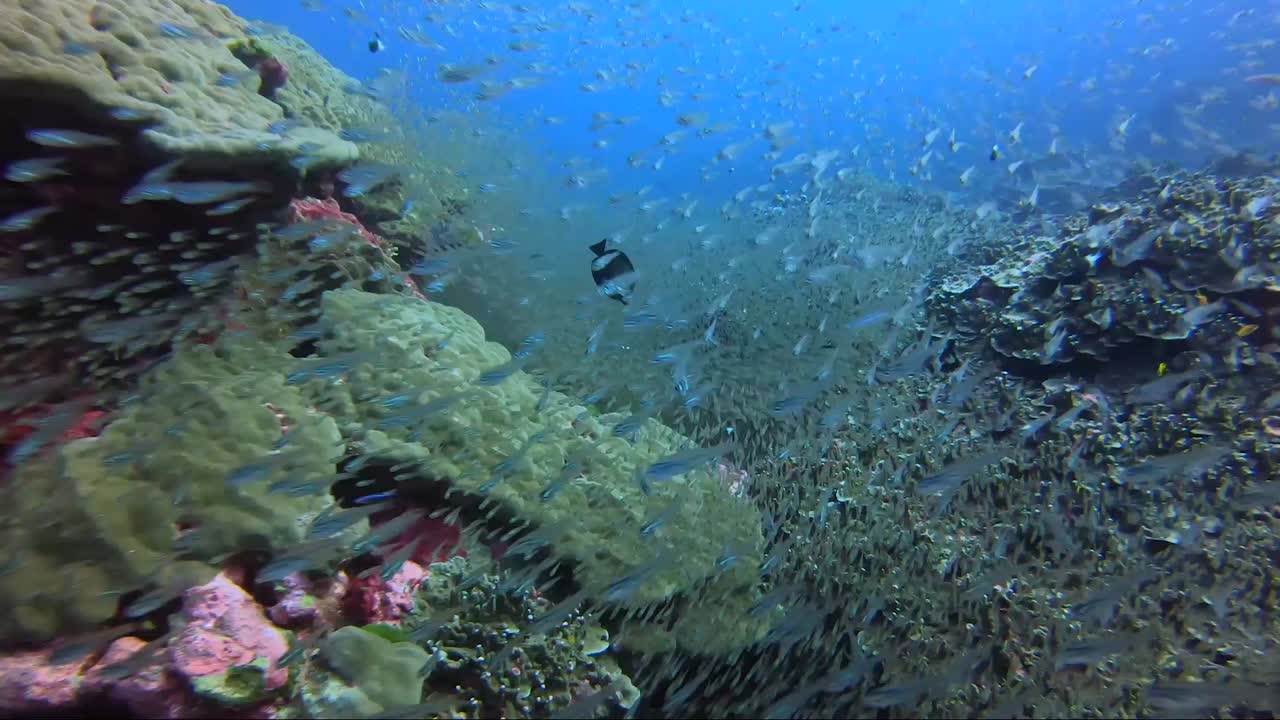 peces de cristal en todas partes en todo el arrecife de coral tropical
