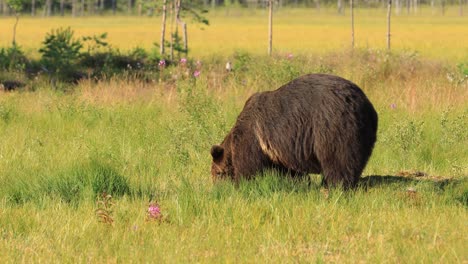brown bear (ursus arctos) in wild nature is a bear that is found across much of northern eurasia and north america. in north america, the populations of brown bears are often called grizzly bears.