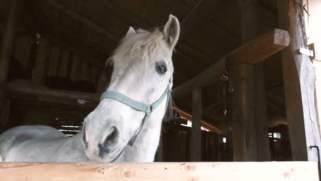 caballo blanco en el establo de madera en una granja