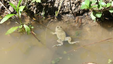 Gelbbauchunke-In-Einem-Teich.-Verdun,-Frankreich