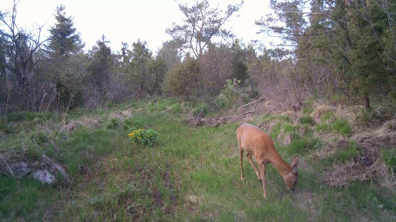 Female Roe deer (Capreolus capreolus) forages for food at the bottom of a dried-up stream in Saaremaa, Estonia.