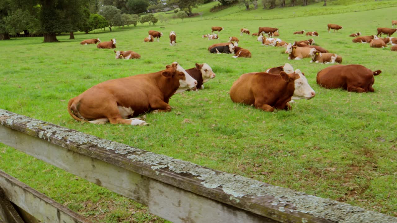 Bestiame che riposa e pascola in un prato verde umido, con mucche e alberi verdi nel paesaggio, masticando.