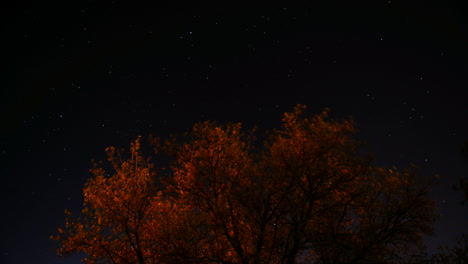 Lapso-De-Tiempo-De-Estrellas-Moviéndose-Por-El-Cielo-Con-Un-árbol-En-Primer-Plano