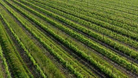 Drone-fly-over-beautiful-green-vineyard