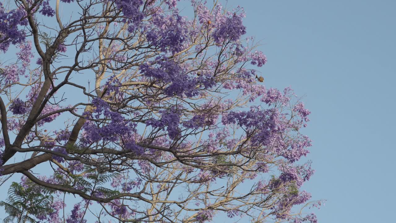 Looking up at Blue Jacaranda Tree in Malta, with purple and violet flowers