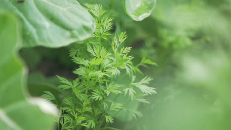 las zanahorias crecen entre la exuberante vegetación vegetal, control deslizante a la izquierda