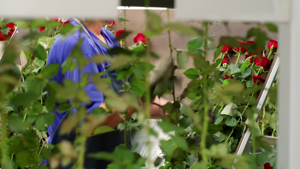 꽃 분류 기계 에 장미 를 로드 하는 노동자