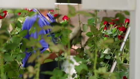 trabajador cargando rosas en la máquina de clasificación de flores