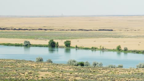 el poderoso río serpiente que fluye a través de algunos campos agrícolas en el este de idaho en un día de verano seco y caluroso en 4k