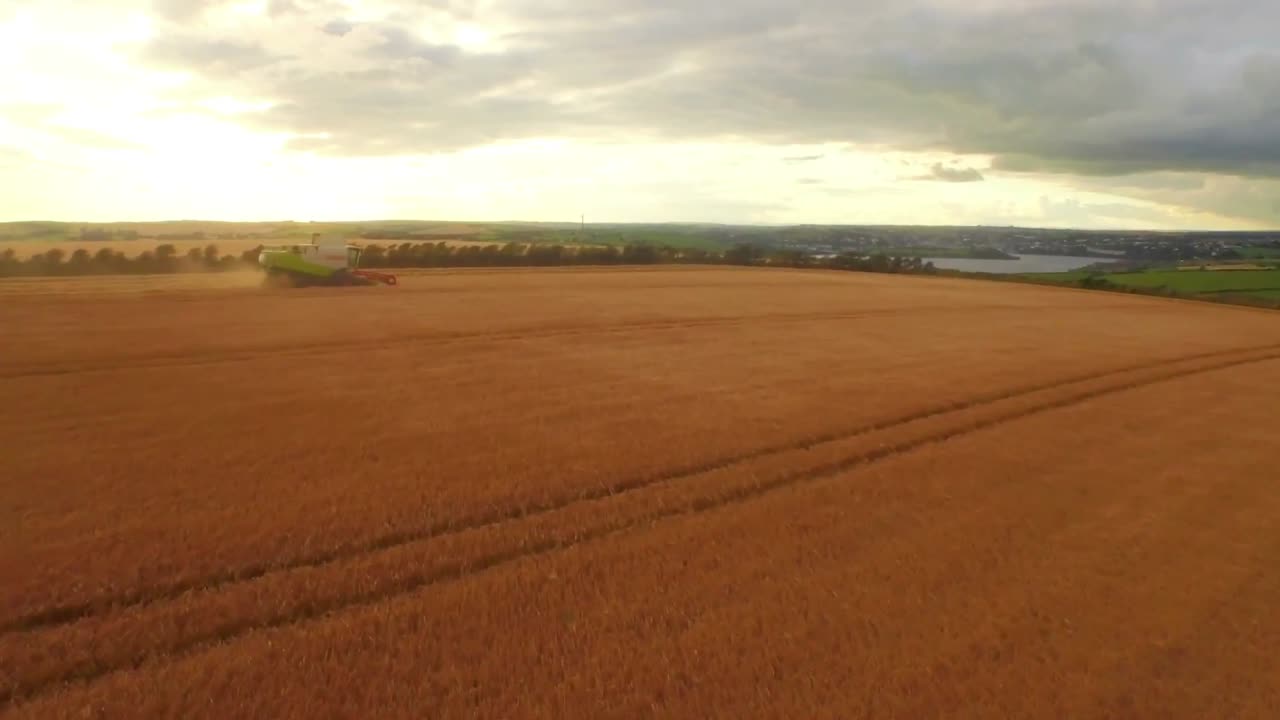 Drone footage of golden fields