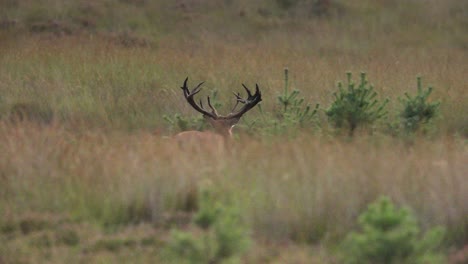 Red-deer-stag-in-tall-grass-of-meadow-struts-around-during-mating-season