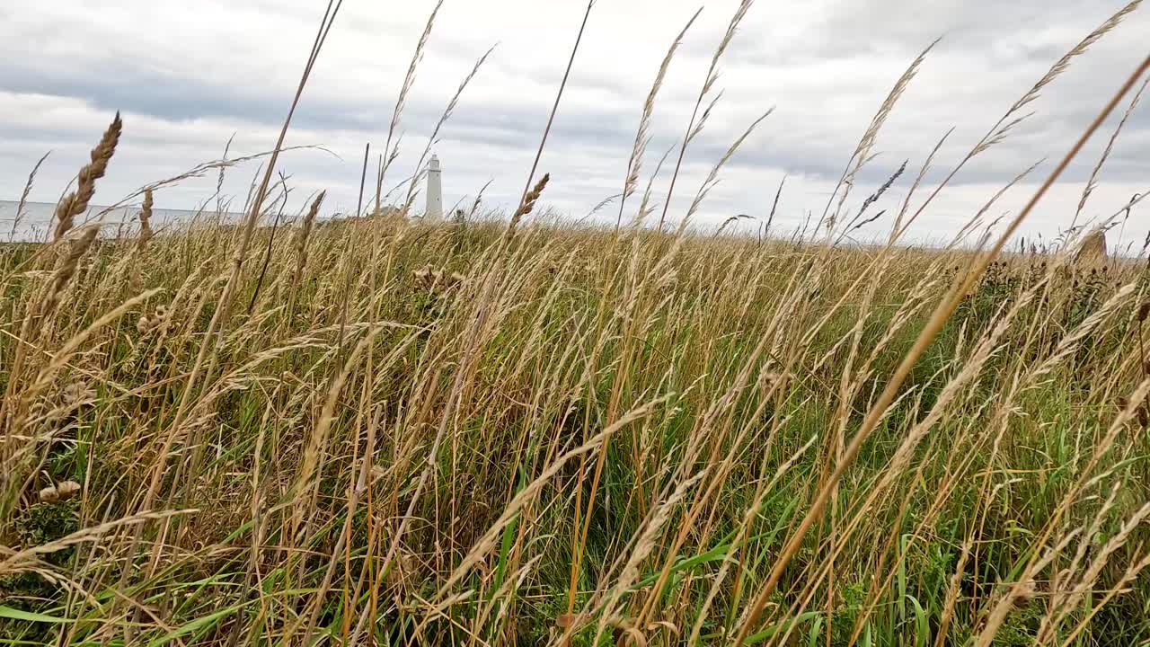 Camera slowly pans over windswept tall grass, revealing a distant coastal lighthouse on a rocky shoreline under overcast skies with soft natural lighting