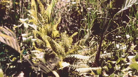 Sonne-Scheint-In-Den-Tropischen-Wald