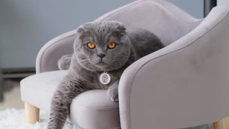 scottish fold cat lying on a chair