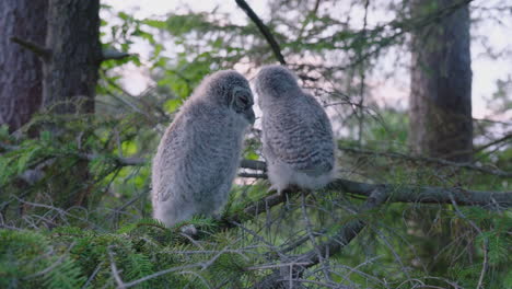 Two-Juvenile-Tawny-Owls-Perching-On-Tree-Branch-In-The-Woodland