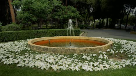 Una-Toma-Alrededor-De-Un-Estanque-Ornamental-Con-Un-Chorro-De-Agua-En-El-Centro,-Ubicado-Entre-Flores-Blancas