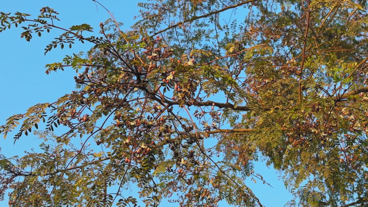 İnce dallarda kümelenmiş moringa çiçeklerinin yakın çekim görüntüsü, parlak doğal gün ışığı sahnesinde berrak mavi gökyüzüne karşı vurgulanan narin çiçekler ve taze yapraklar